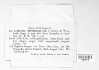 Thekopsora areolata image